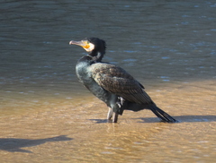 Phalacrocorax carbo carbo