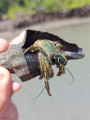 Clibanarius sclopetarius