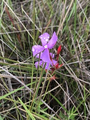 Mandevilla