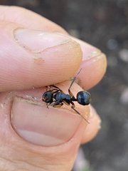 Polyrhachis femorata
