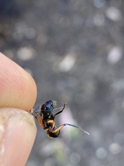 Polyrhachis femorata