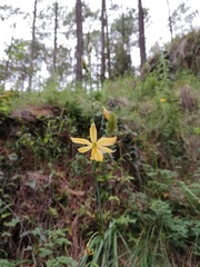 Echeandia reflexa
