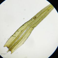 Amphidium mougeotii