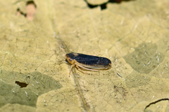 Macropsis