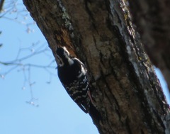 Dendrocopos leucotos