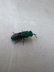 Chrysis lincea