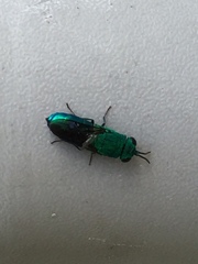 Chrysis lincea