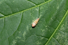 Macropsis