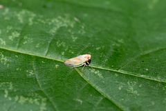 Macropsis