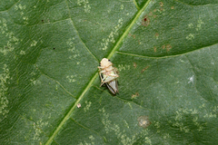 Macropsis