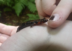 Plethodontidae
