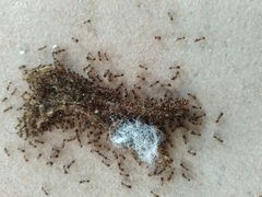Tetramorium caespitum