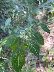 Lepidagathis formosensis