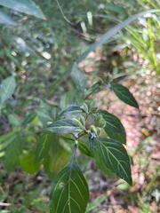 Lepidagathis formosensis