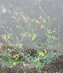 Linaria genistifolia