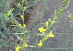 Linaria genistifolia