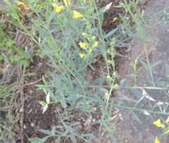 Linaria genistifolia