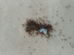 Tetramorium caespitum