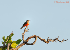 Pyrocephalus rubinus saturatus