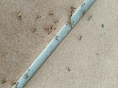Tetramorium caespitum