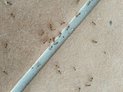Tetramorium caespitum
