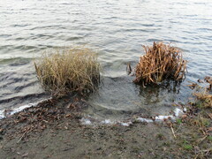 Schoenoplectus lacustris