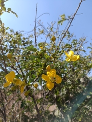Senna auriculata