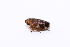 Anoscopus