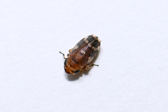 Anoscopus