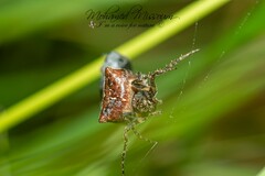 Gibbaranea bituberculata