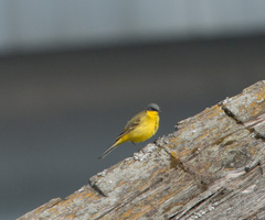 Motacilla flava thunbergi