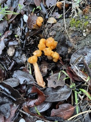 Cudonia spathulata