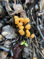 Cudonia spathulata