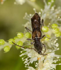 Molorchus bimaculatus