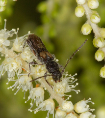 Molorchus bimaculatus