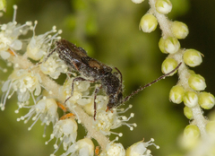 Molorchus bimaculatus