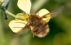 Bombylius