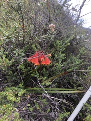 Blandfordia punicea