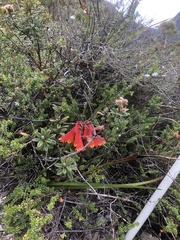 Blandfordia punicea