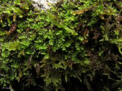 Scapania compacta