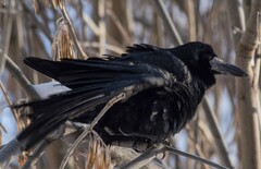 Corvus frugilegus
