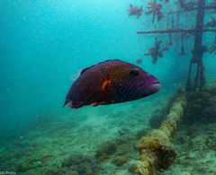 Oxycheilinus digramma