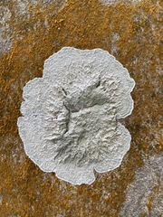 Cryptothecia striata