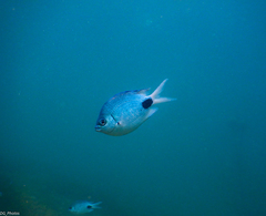 Abudefduf sparoides