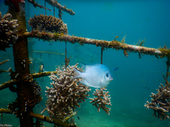 Amblyglyphidodon indicus