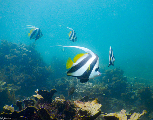Photo of Pennant coralfish (Heniochus acuminatus)