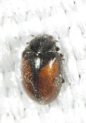 Scymnus suturalis
