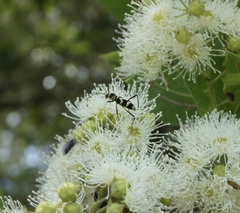 Chlorophorus curtisi