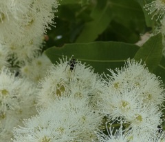 Chlorophorus curtisi