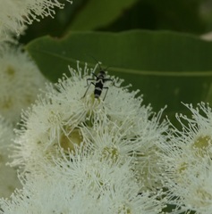 Chlorophorus curtisi
